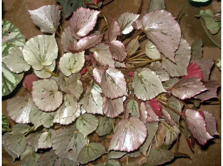 Un esemplare di Begonia