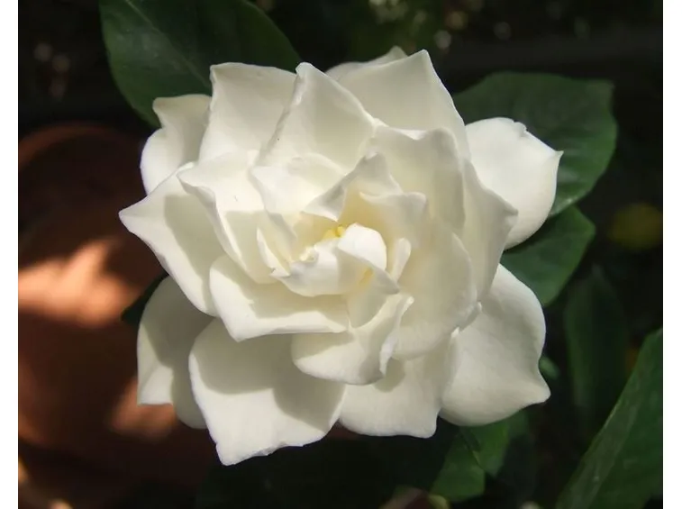 Un fiore di Gardenia