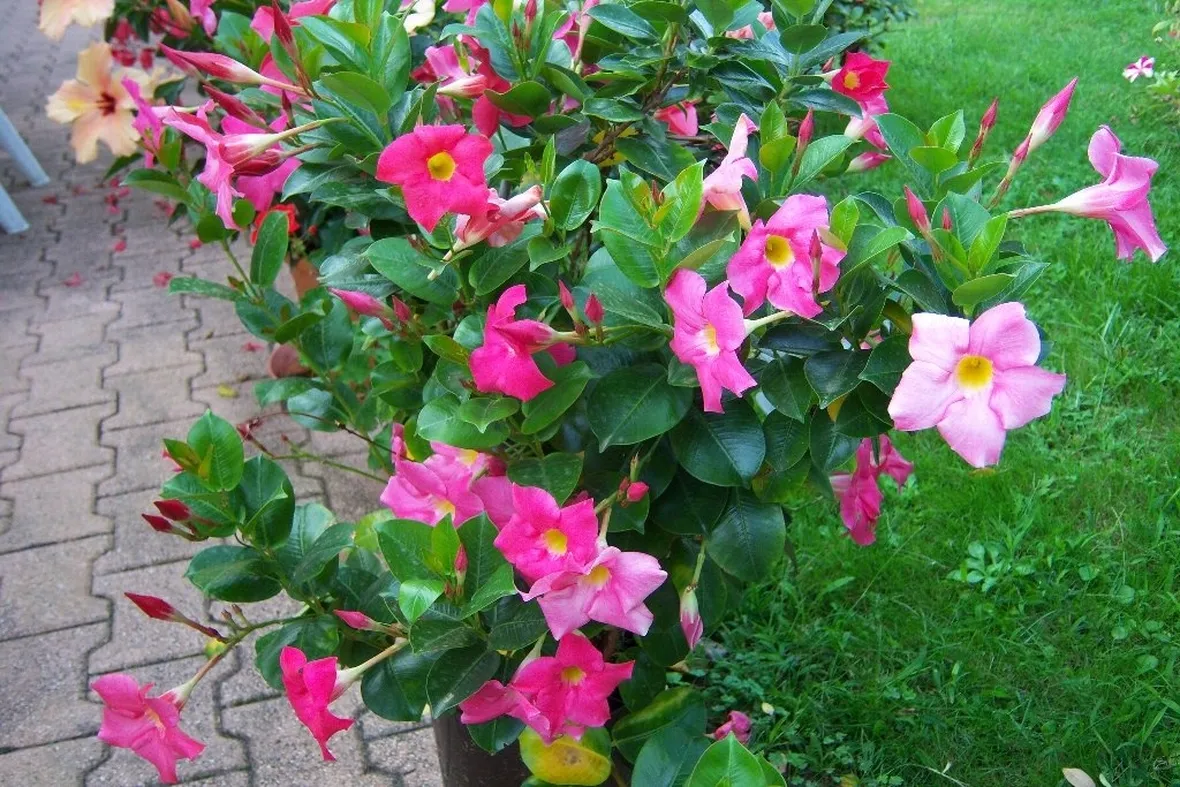 Fiori di dipladenia