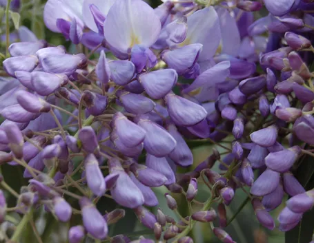 Glicine Wisteria