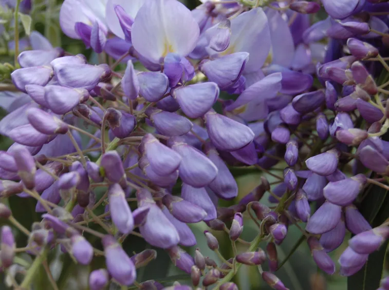 Glicine Wisteria