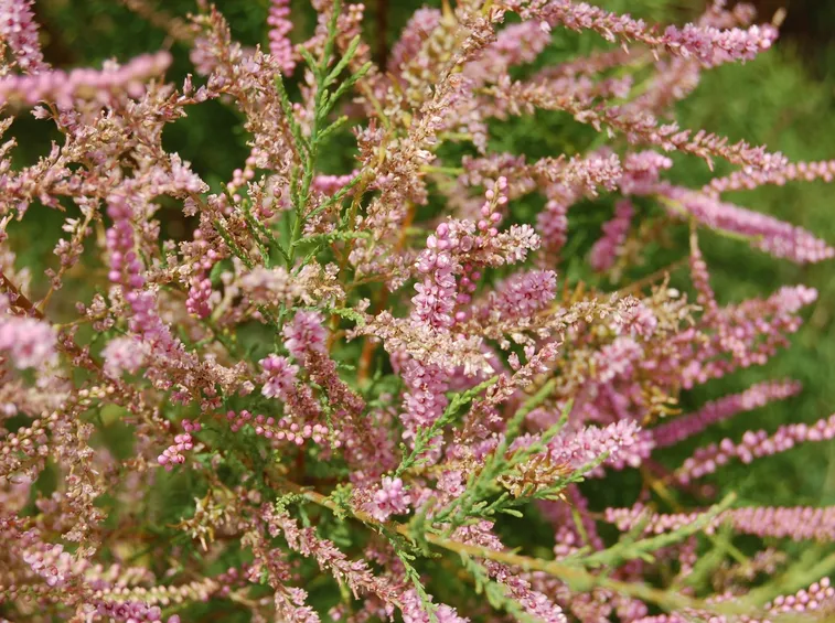 Tamarix Tetrandra