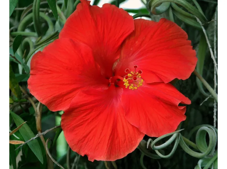 Hibiscus