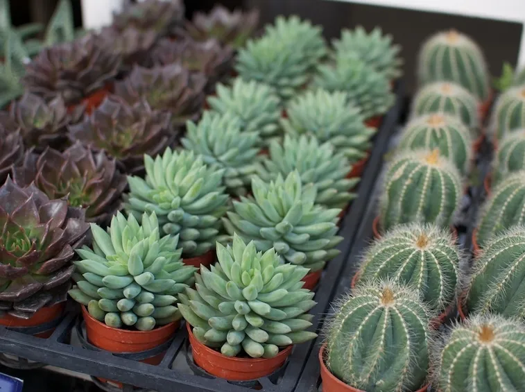 piante grasse e cactus