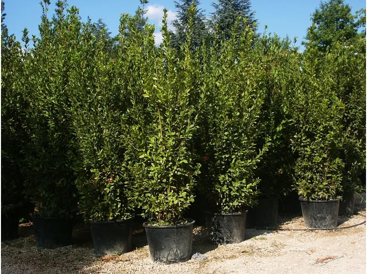 Piante per siepi acquistabili on line in stock