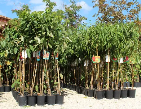 alberi da frutta