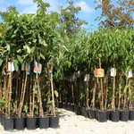 alberi da frutta