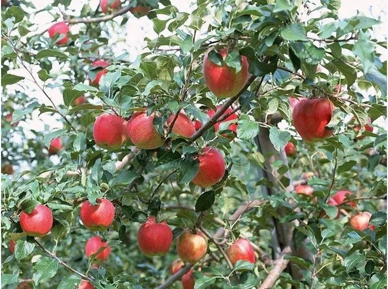 alberi di melo