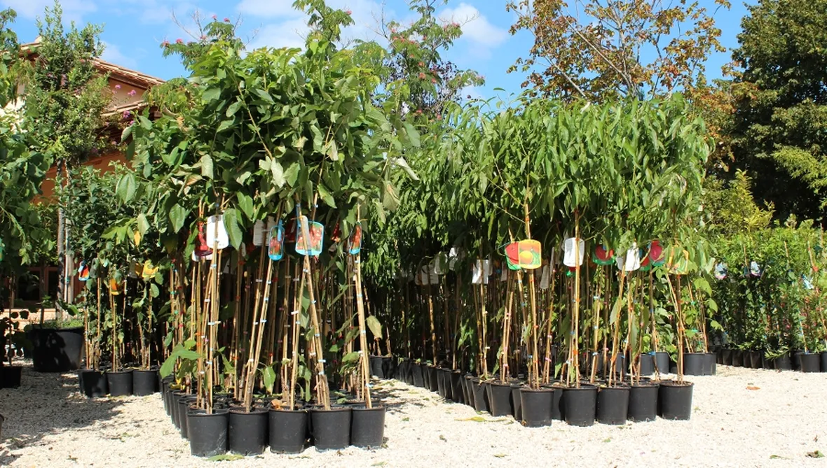 alberi da frutta