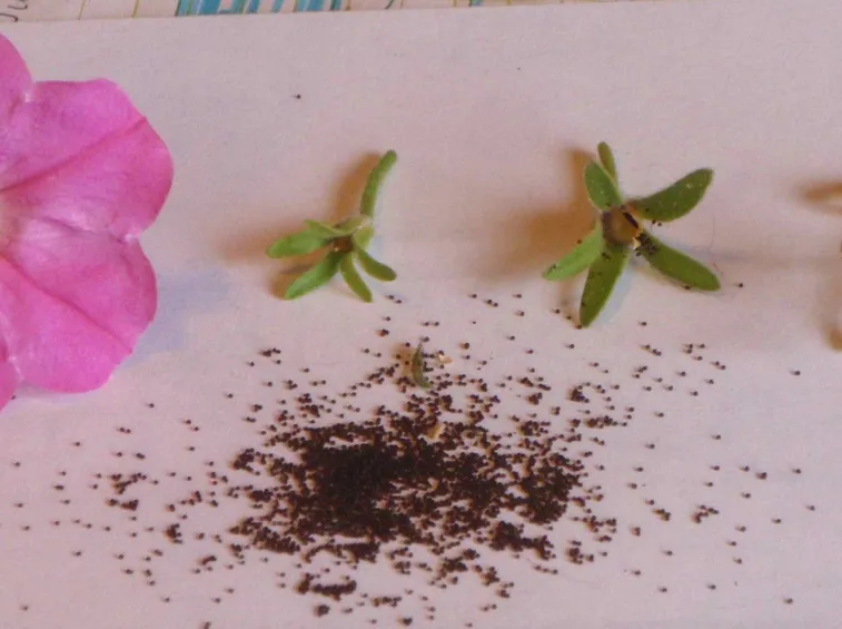 Semi di petunia
