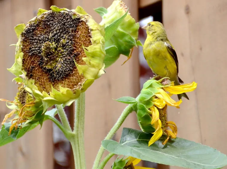 Uccello che mangia semi di girasole