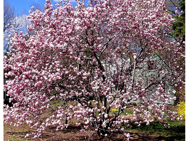 Un esemplare di magnolia