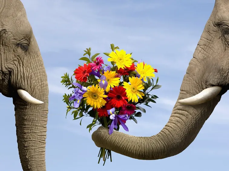Il fiore adatto per dirti che...
