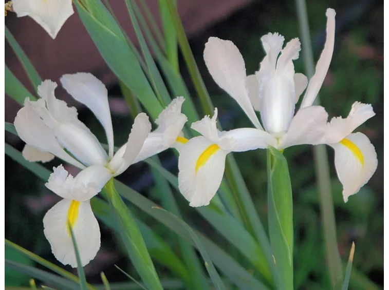 pianta di iris
