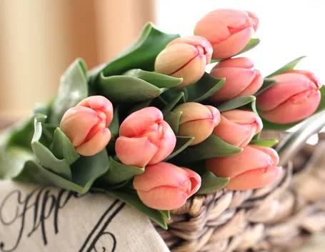 tulipani rosa