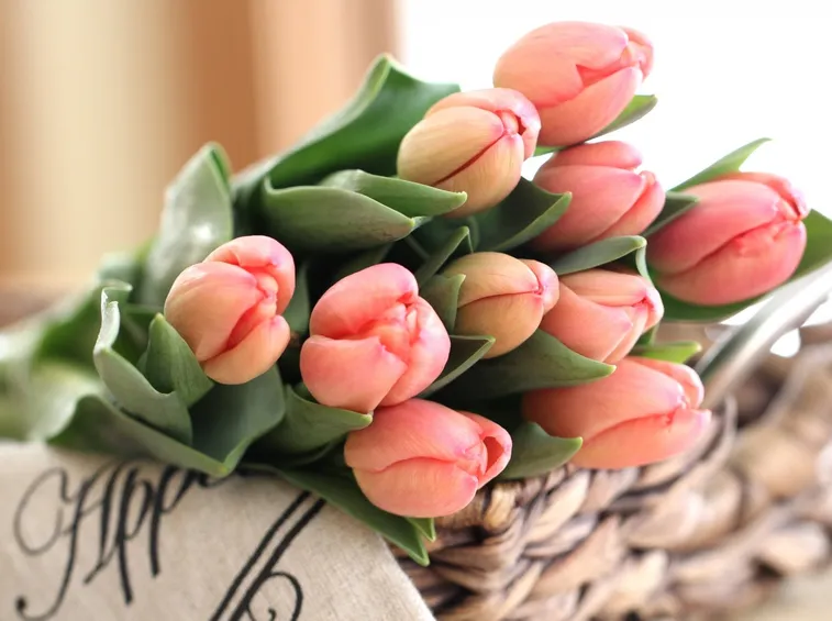 tulipani rosa