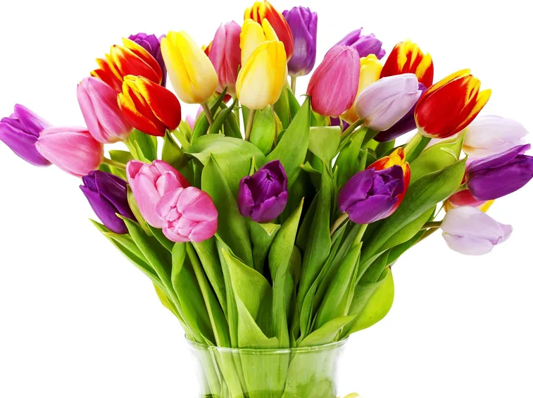 tulipani colorati