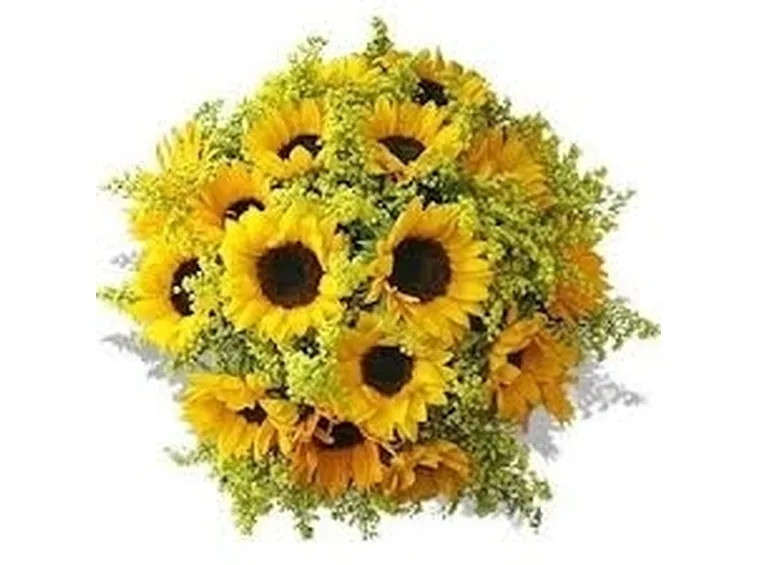 girasoli