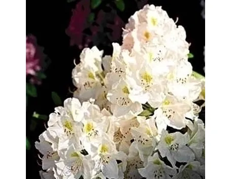 azalea