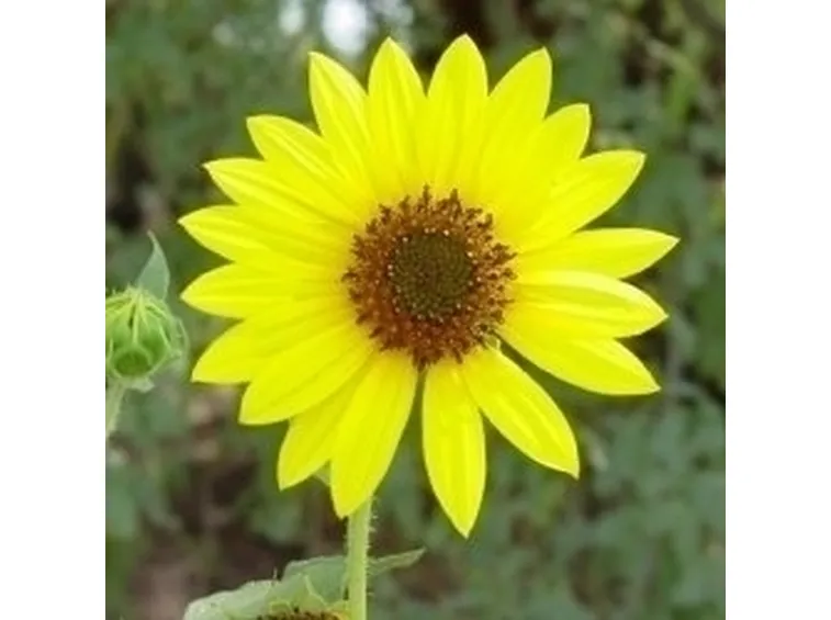 girasole