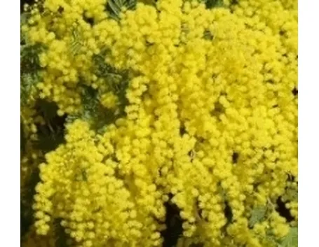 mimosa