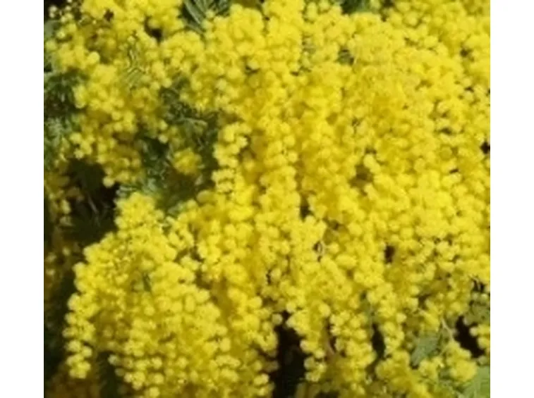 mimosa