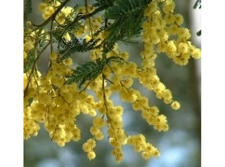 mimosa