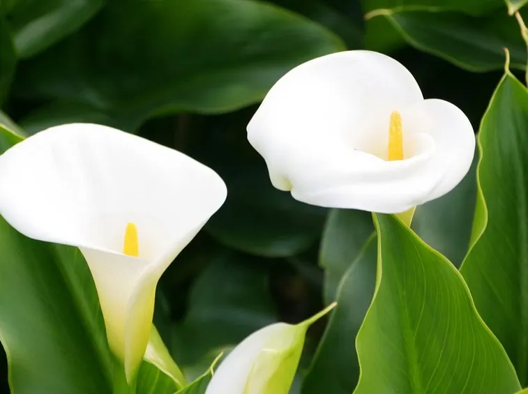 calla bianca