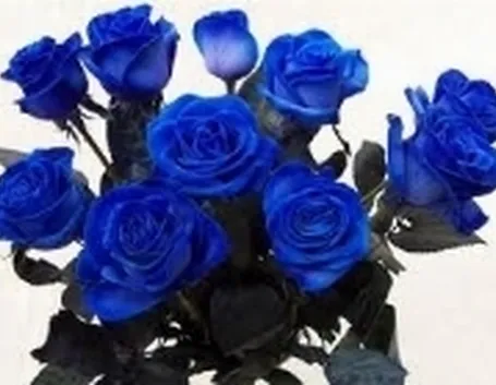 rose blu
