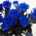 rose blu