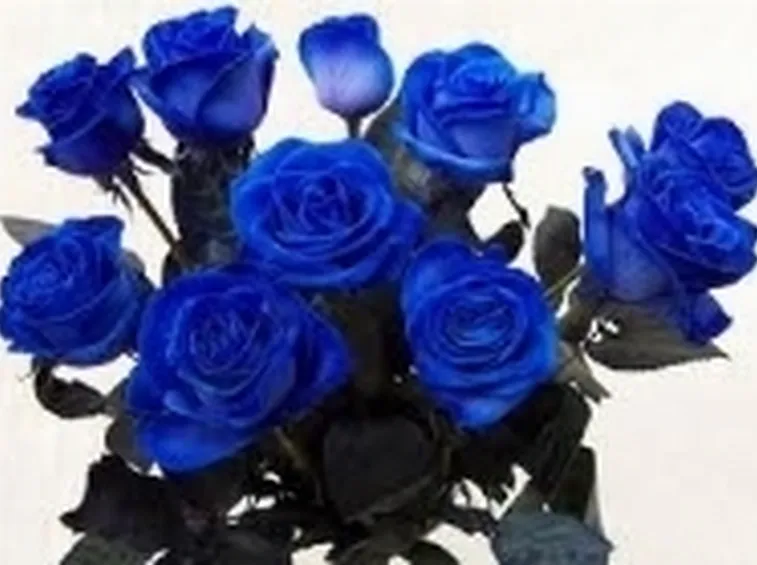 rose blu