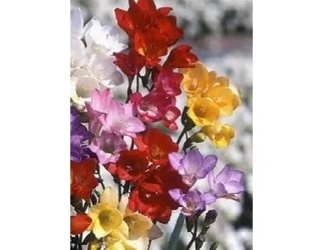 freesia