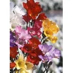 freesia