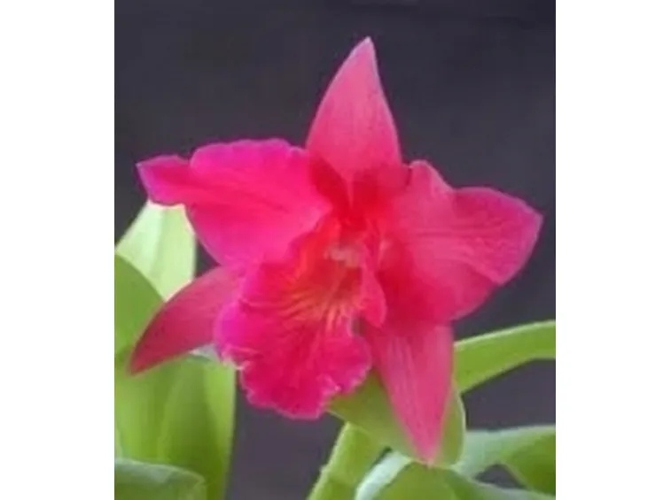 orchidea