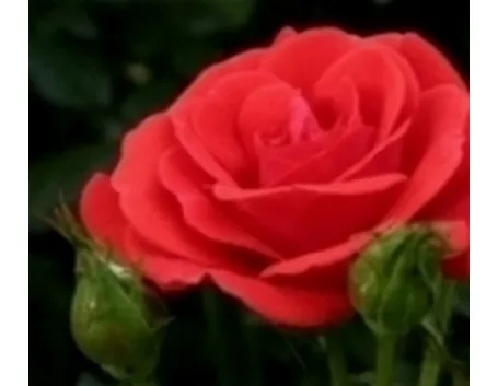 rosa rossa