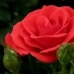 rosa rossa