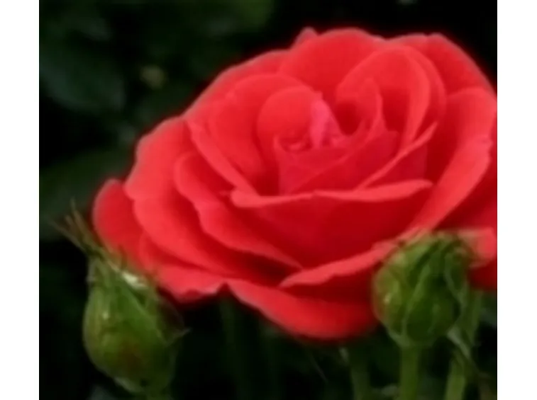 rosa rossa