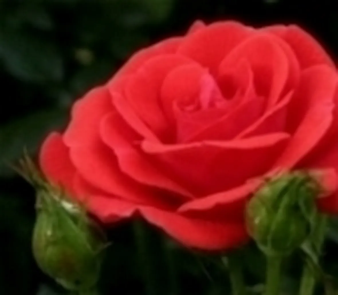 rosa rossa