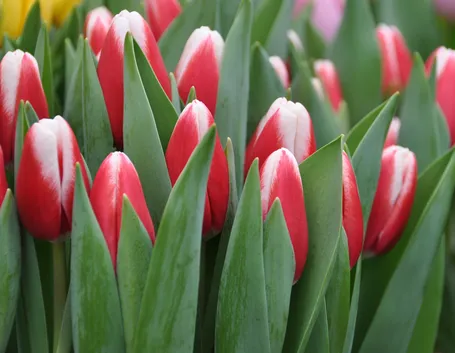 tulipano