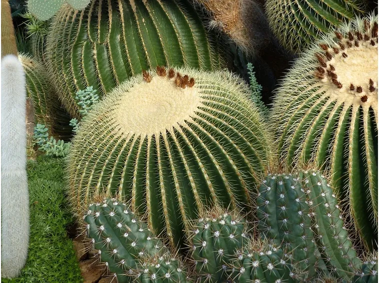 cactus