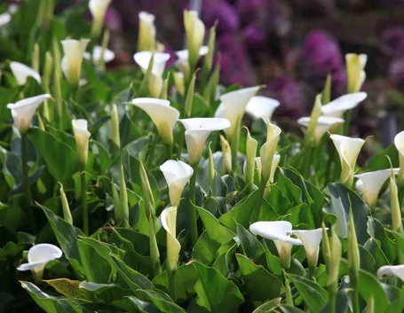 fiore di calla rosa