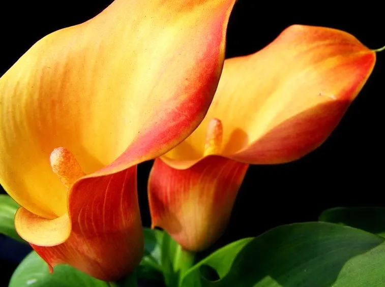 calla