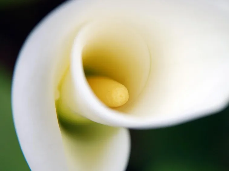 calla nei dipinti