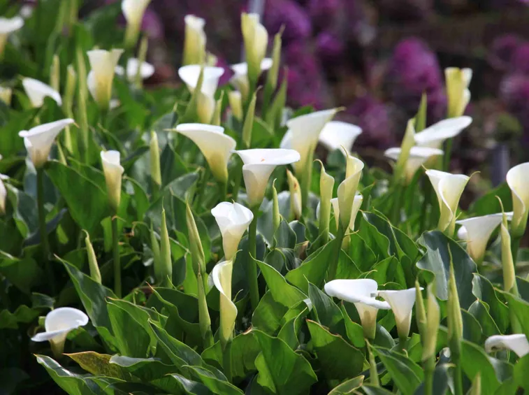 fiore di calla rosa