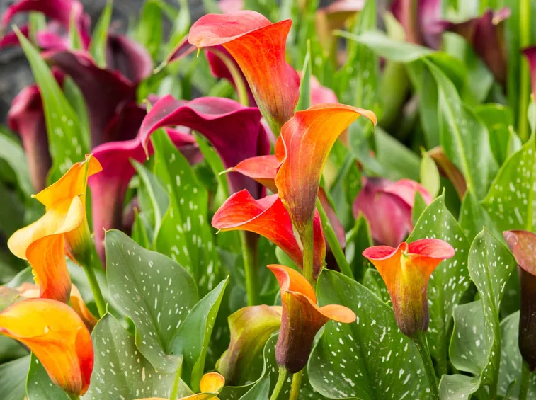 la calla