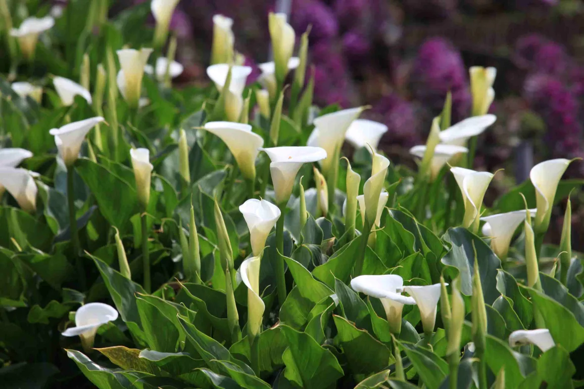 fiore di calla rosa