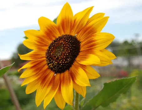 fiore di girasole