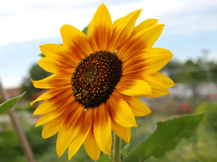 fiore di girasole