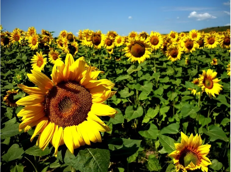 campo di girasoli