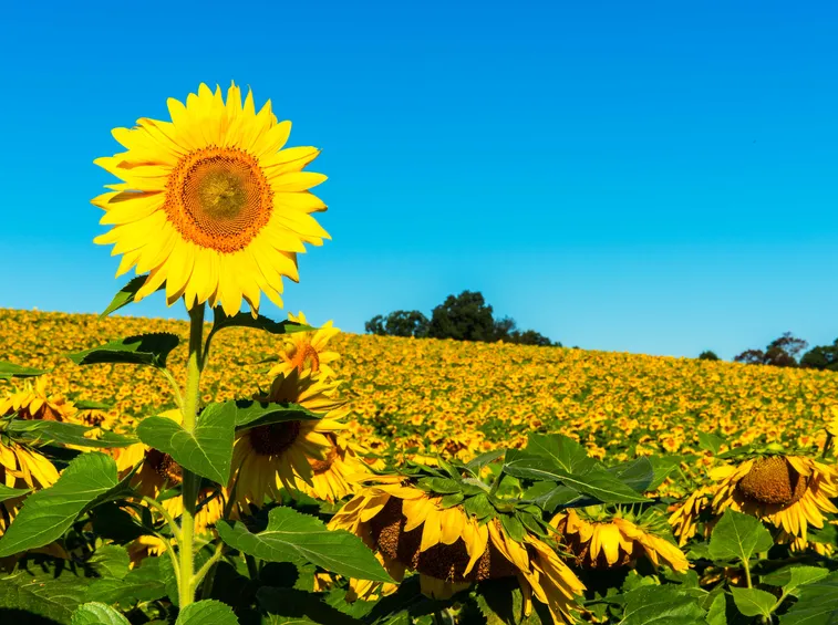 campo di girasoli